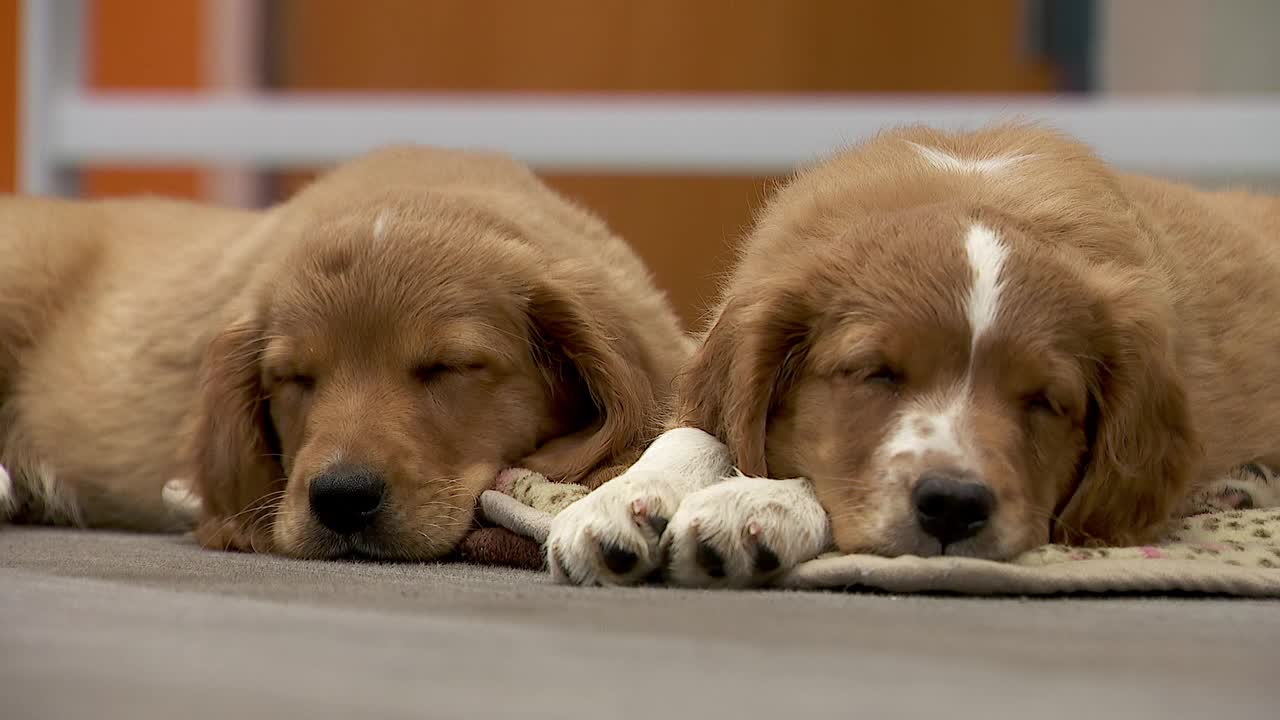 36 dogs rescued from unlicensed breeder in Cass County — Brooklyn Center Community news